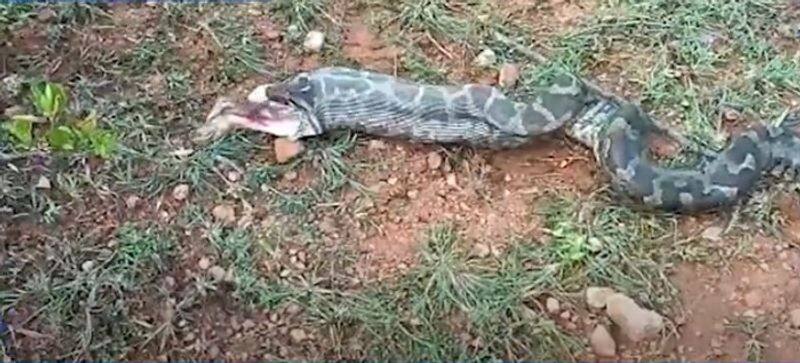 Tumkur Python vomits rabbit that it could not digest hls