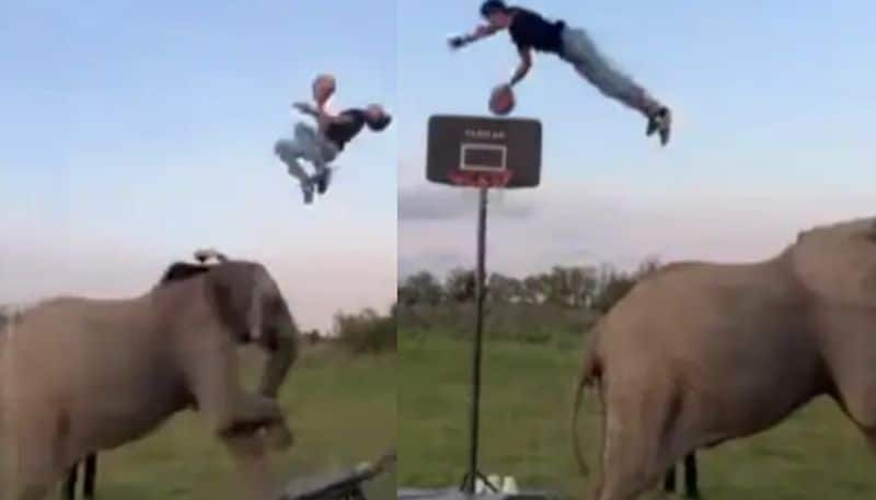 Man performs amazing basketball tricks with help of elephant in viral video