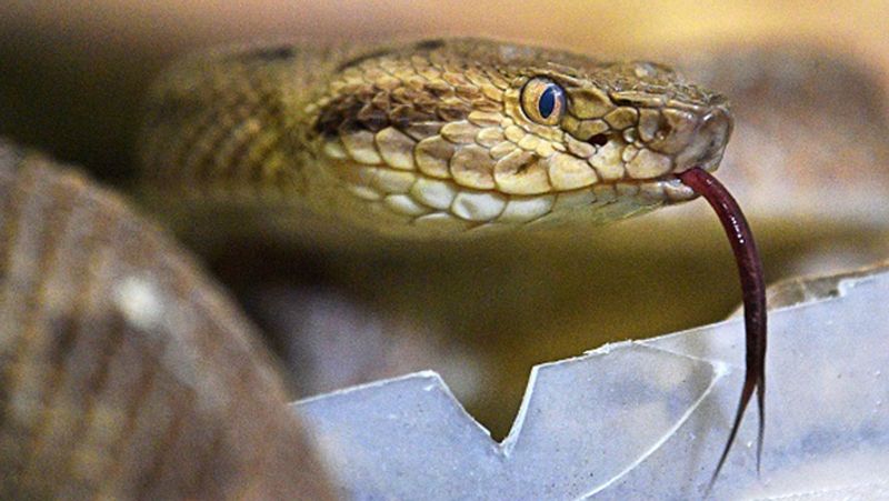 Karnataka Government Starts  Research and Development of Anti Venom  Center  in Bangalore snr