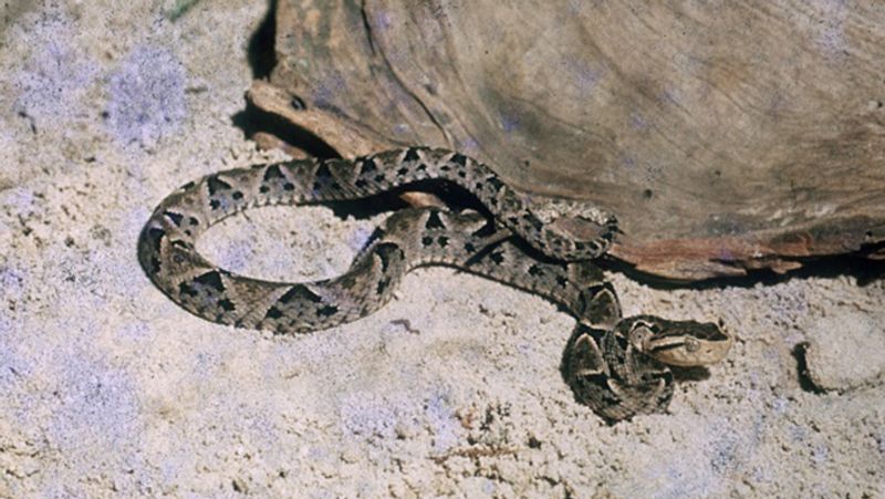 A Huge Snake Slithers Up A Wall In Hair-Raising Video