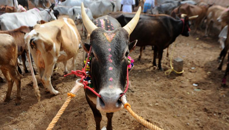 Pragya Singh Thakur against MP government decision to Bull Castration