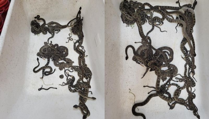 More than 90 snakes found under home