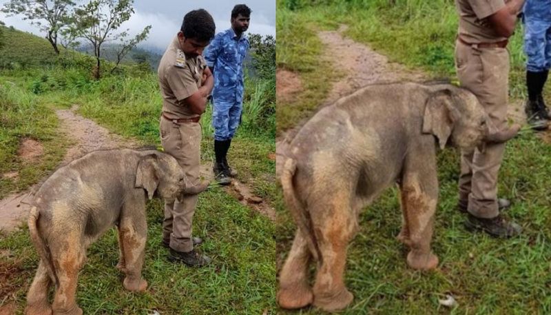 Baby elephant hugs forest officer pic goes viral