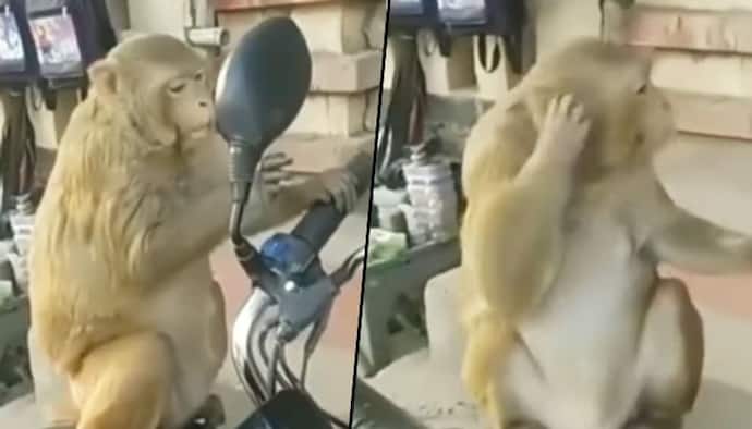 Watch: Monkey checks out itself in bike’s mirror; his funny act will make your day