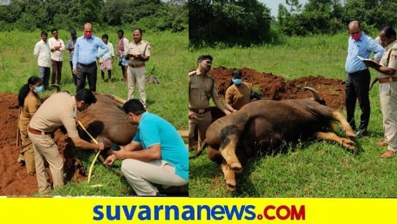 Wild  buffalo Dies From Electrocution in shivamogga snr