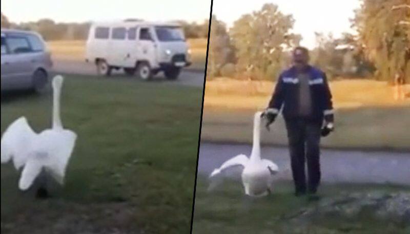 Swans response to its owner coming home has amazed netizens; watch the video - gps