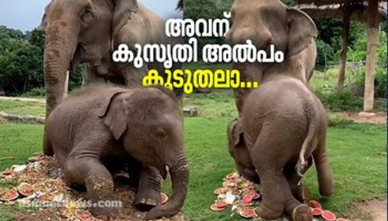 elephant calf rolled over on the food left to eat