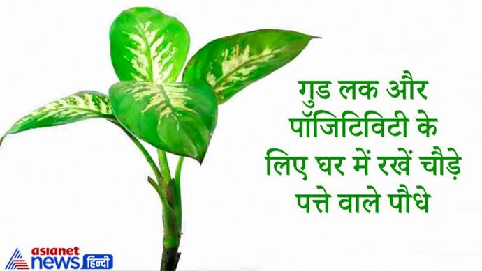 घर में रखना चाहिए चौड़े पत्ते वाले पौधे, इनसे आता है गुड लक और बनी रहती है पॉजिटिविटी