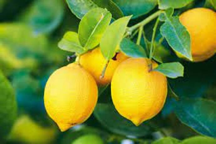 Keep Lemon In Fridge: ফ্রিজে লেবু রাখার উপকারিতা জানলে অবাক হবেন