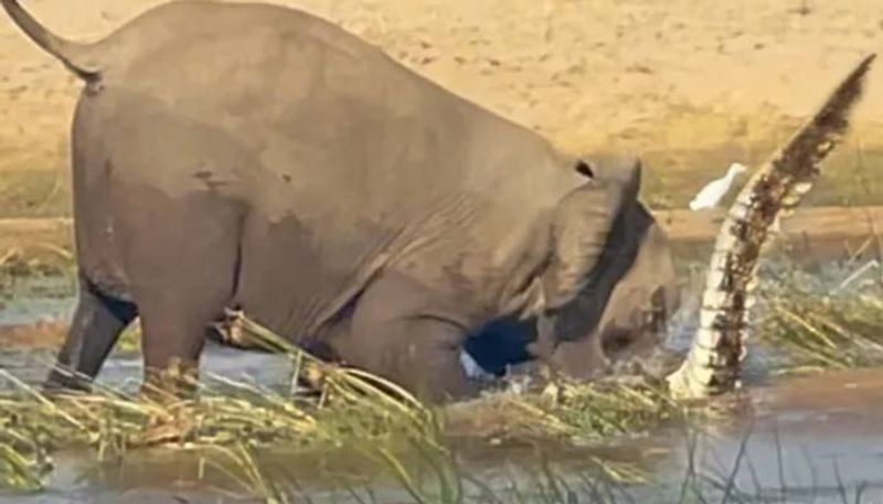 mother elephant killed crocodile