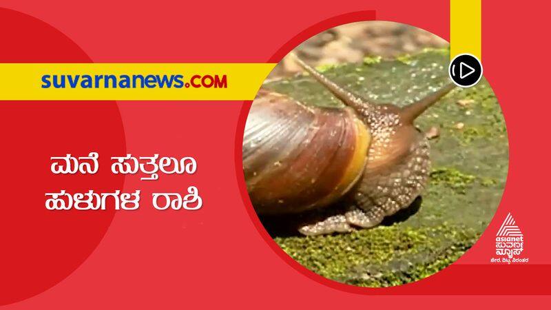 Army of Snails Leave Udupi Residents in Hardship dpl