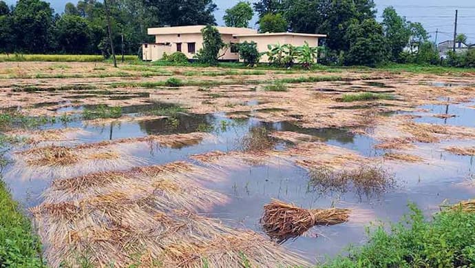 Murshidabad Mafia-ভাগ চাষীদের ফসলি জমি মাফিয়াদের দখলে