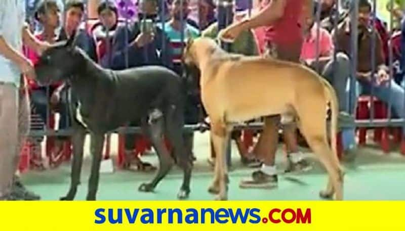 State Level Dog Show Held At Chitradurga grg