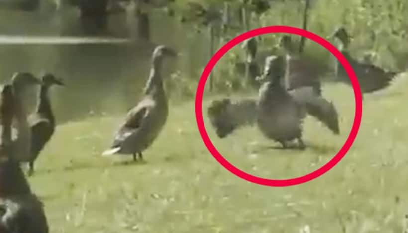 Watch: Duck’s impressive moonwalk will remind you of Michael Jackson; take a look