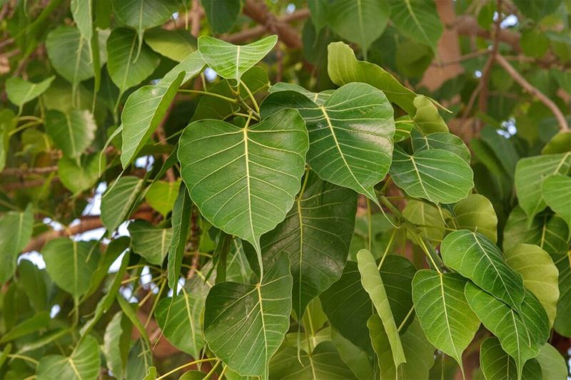 Vastu tips peepal tree in house give bad indication roo