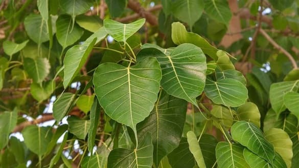 benefits of drinking peepal leaf or arasa maram leaves water in empty stomach in tamil mks