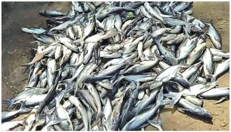 Udupi Due to Scarcity  Fish Rates Hiked  After Navratri hls