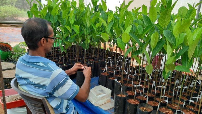 Transplantation to Tumakuru Siddu Jackfruit in Costal  grg