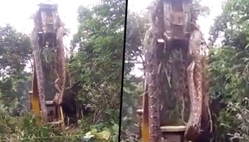 Gigantic snake lifted by crane from rainforest; viral video will give you goosebumps - gps