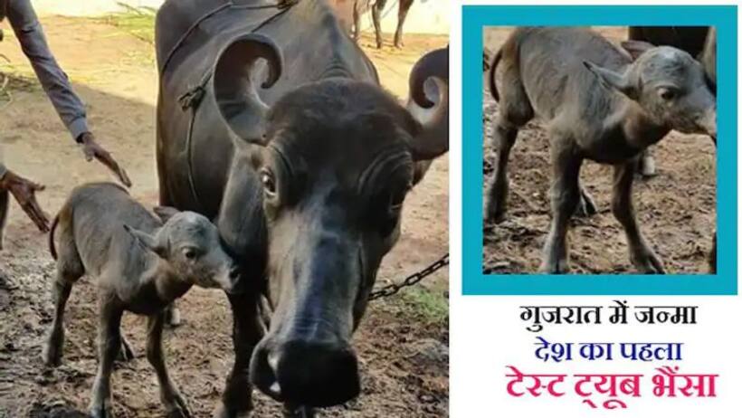 Good News: भारत में पहली बार जन्मा 'टेस्ट ट्यूब बेबी' भैंसा, PM मोदी ने किया था इस बन्नी नस्ल का जिक्र