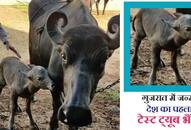 Insemination of buffalo for the first time in India with IVF technique