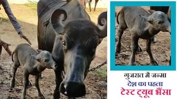 Insemination of buffalo for the first time in India with IVF technique