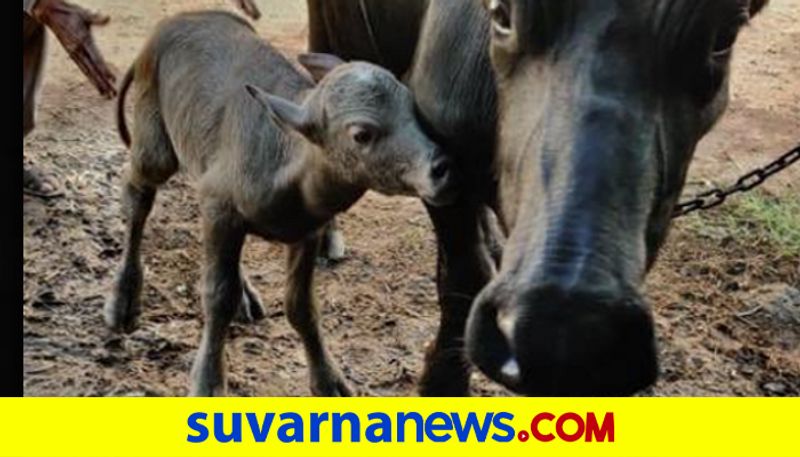 Indias first IVF Banni buffalo calf born in Gujarat