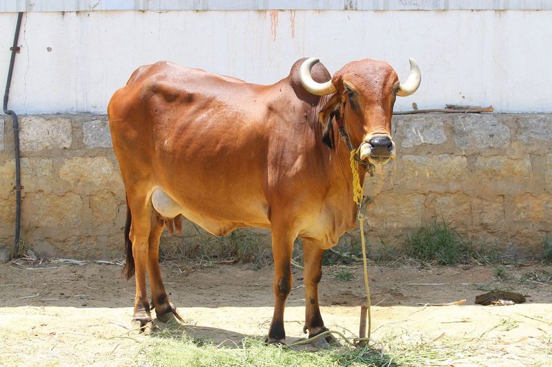 Karnataka Govt Orders To cow pooja In Temples On deepavali balipadyami Nov 5th rbj