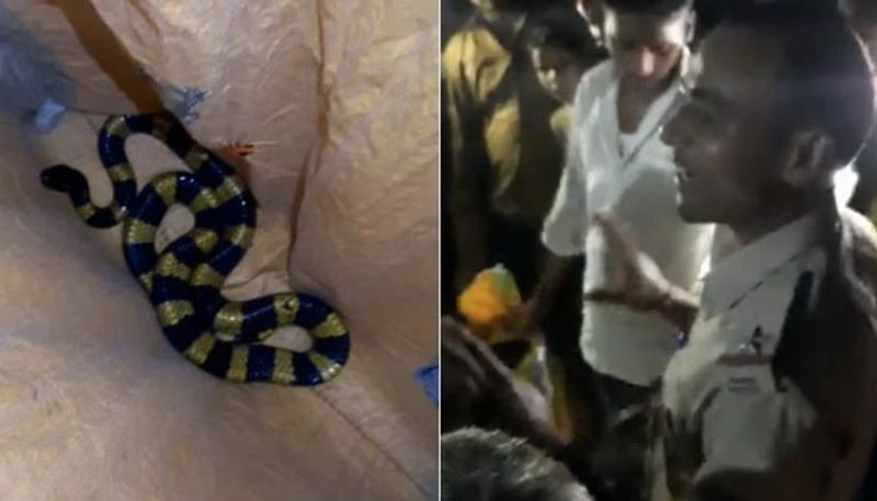 Highly Venomous Banded Krait Rescued In Bihar video viral