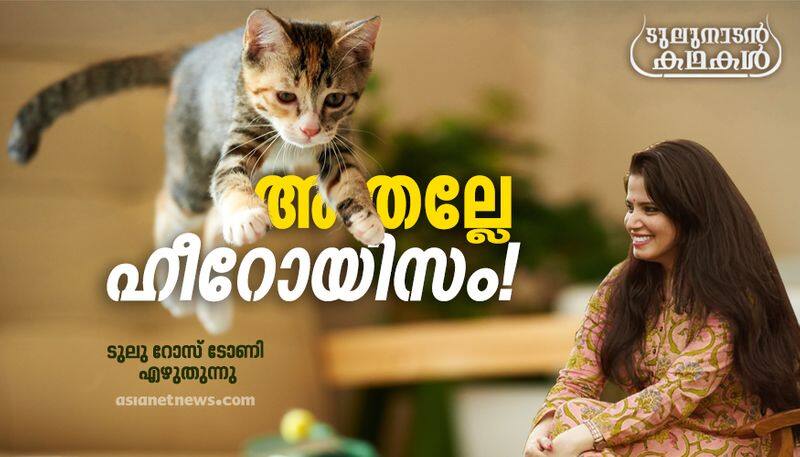 Tulunadan kathakal a column by Tulu Rose Tony on two kittens