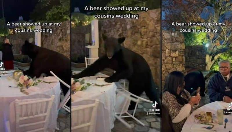 bears surprise entry at a wedding