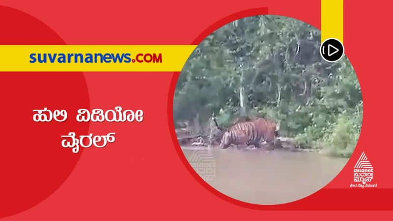 Bandipur  Rare Video of Tiger Swimming Caught in Camera snr