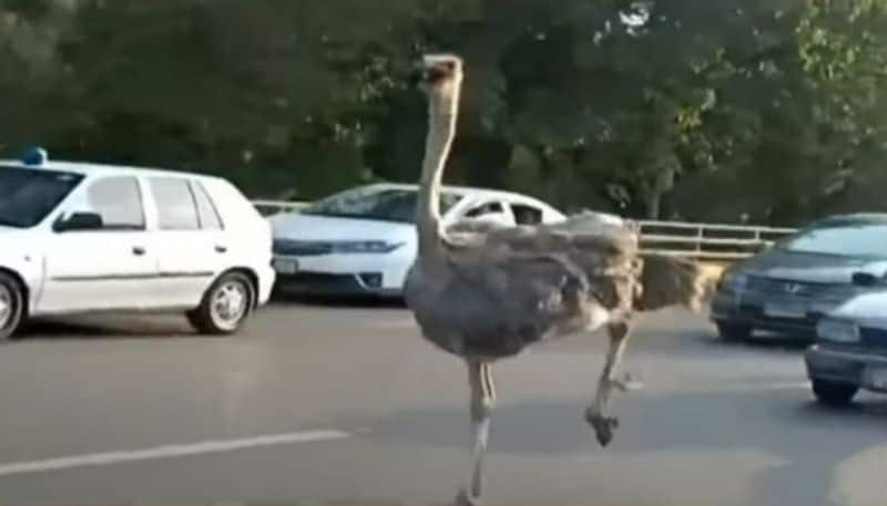 Two ostriches spotted running on Lahore s Road