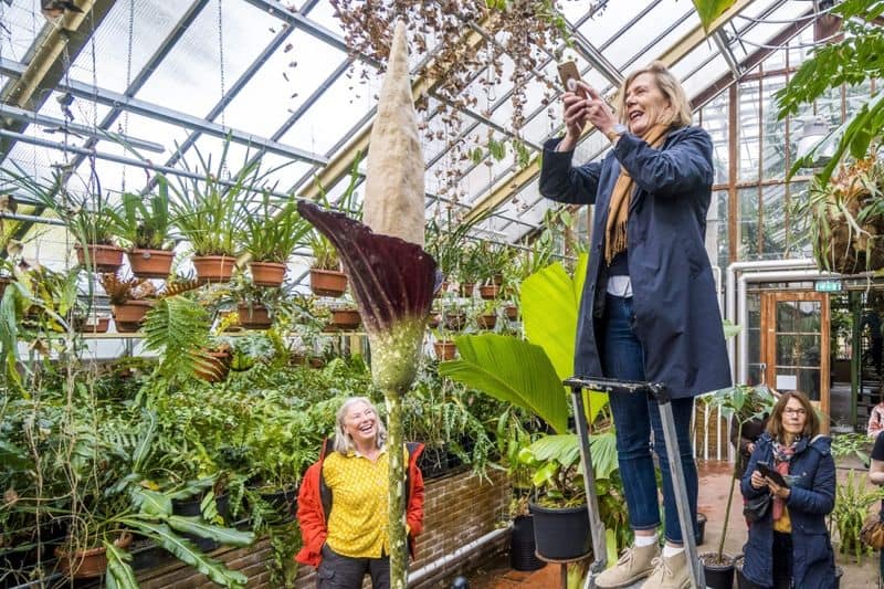 rare penis plant bloomed in  Netherlands