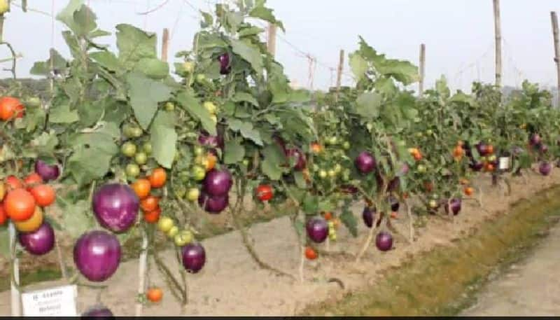 brinjal and tomato grow together in a single plant through grafting