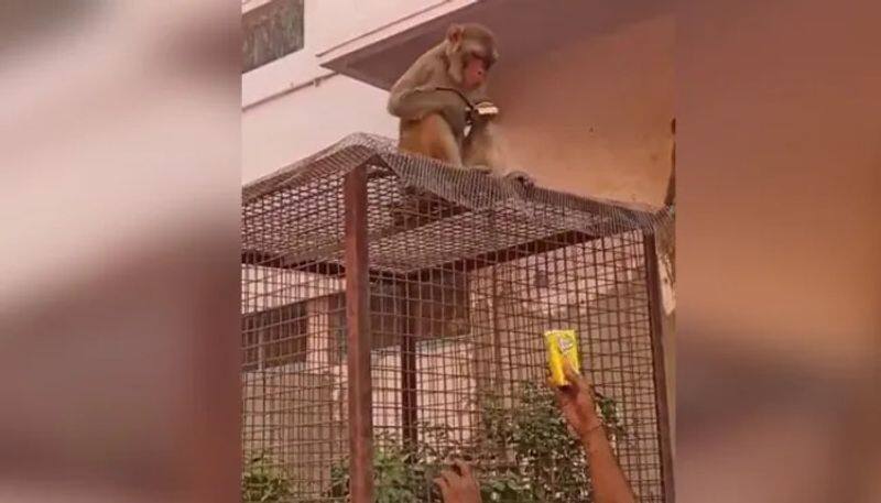 video of Monkey Runs Away With Man s Glasses