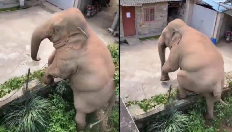 elephant overcomes and wall in a viral video