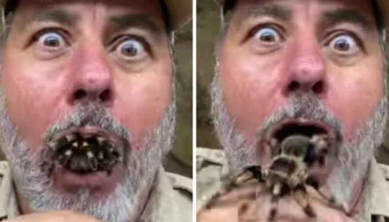 tarantula popping out of zookeepers mouth