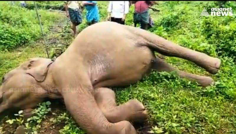 Elephant Dies Due to Illness in Mysuru grg 