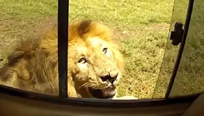 young man trying to enter lion enclosure in nehru zoological park