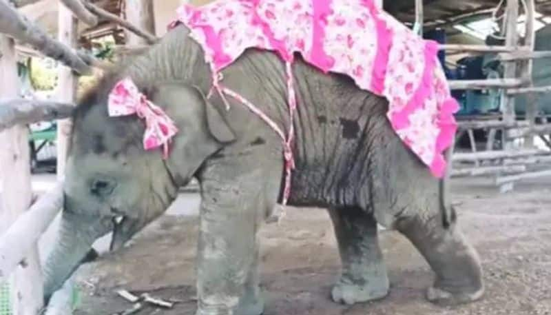 Baby elephant with pink bow and cloth enjoys sugarcane