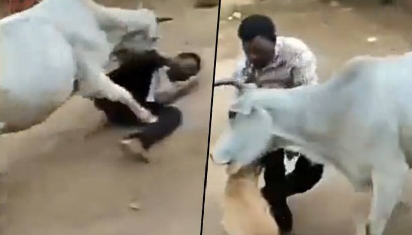 Watch: When cow came to rescue an innocent dog from a man (Video Video)