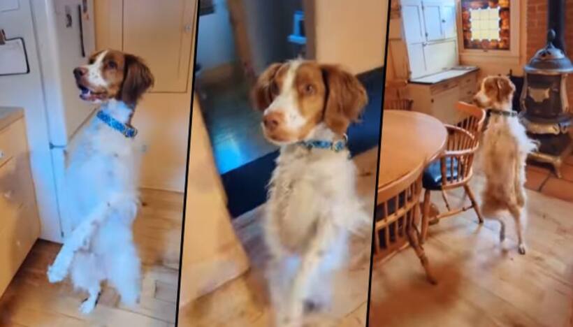 Meet Dexter, three legged dog walks like human after losing a leg (Watch)