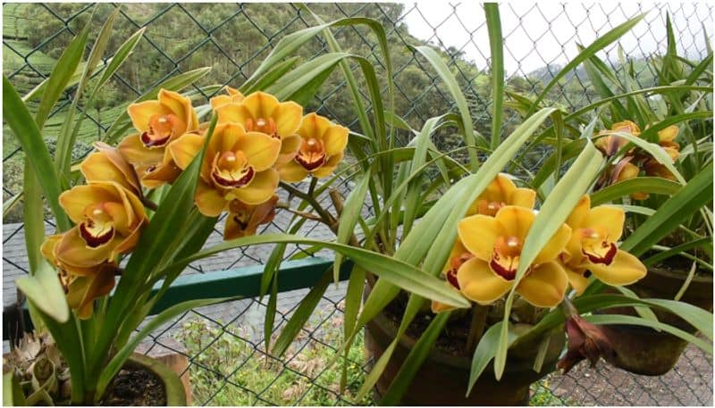 Eravikulam National Park orchid collection