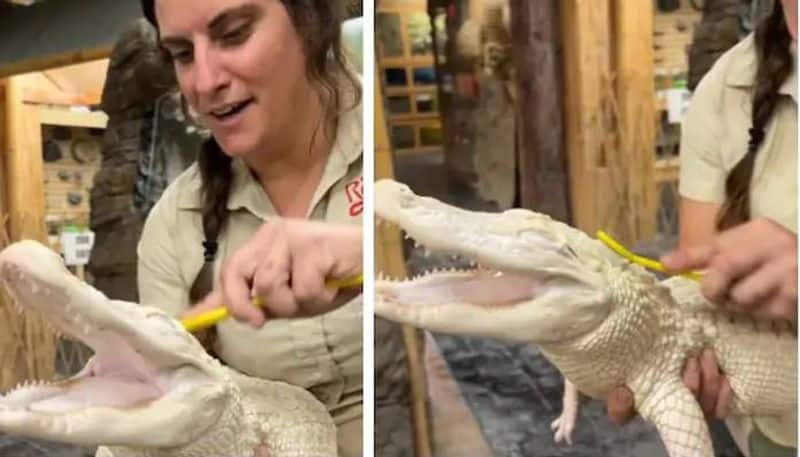 zookeeper scrubs baby alligator video