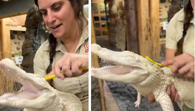 zookeeper scrubs baby alligator video