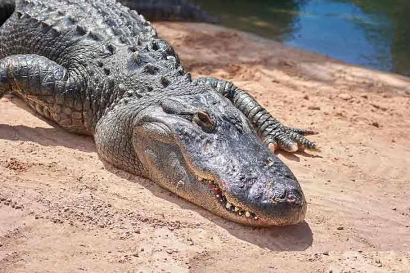 death of a giant crocodile that ate two humans was due to mental stress