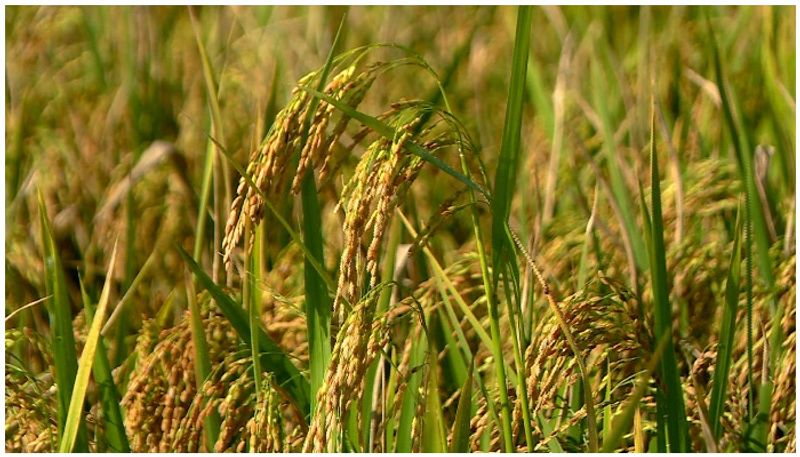 Farmer suicide at Kerala Thiruvalla