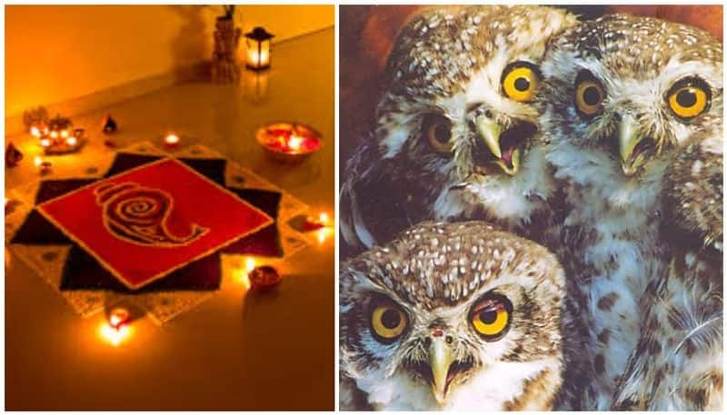 why diwali festival time becomes doomsday for indian owls