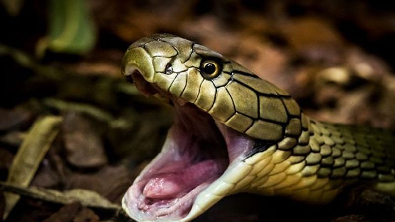 Do you know Why Snakes Have Split Tongue skr